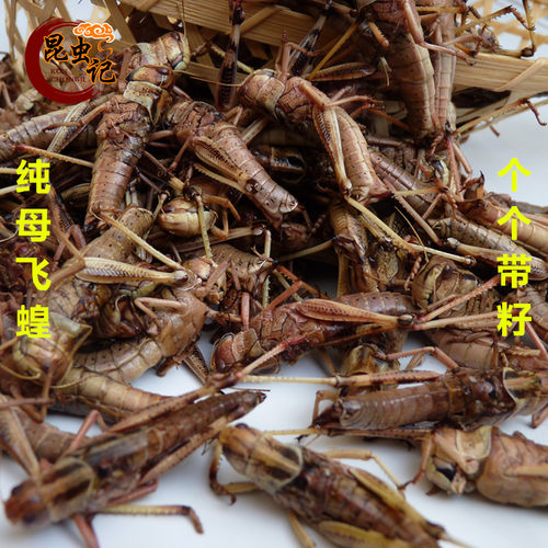 新鲜纯母飞蝗 个个带籽 去掉翅膀 蚱蜢 雌蝗虫纯母昆虫宴冷冻全母 - 封面
