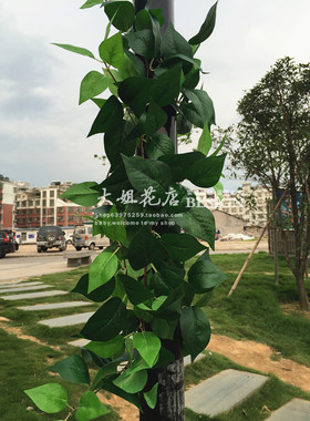 高档仿真绿萝藤常春藤仿真花植物墙配材高档绿色植物壁挂藤蔓叶子