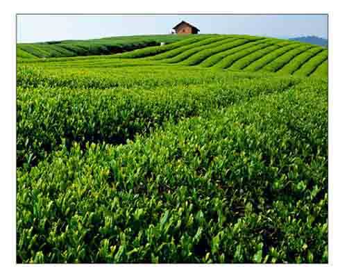 758海报印制展板写真喷绘574茶叶茶山风景茶背景图片