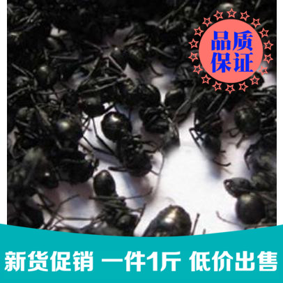 蚂蚁干500克大黑蚂蚁干 拟黑多刺蚁中药材食用正品泡酒料免费磨粉