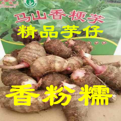无锡特产马山芋头有机正宗香梗毛紫红芽芋艿6斤装土特产火热销售