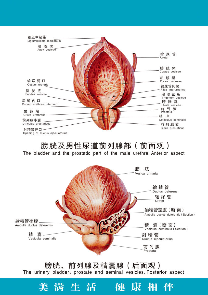 前列腺位置男图片