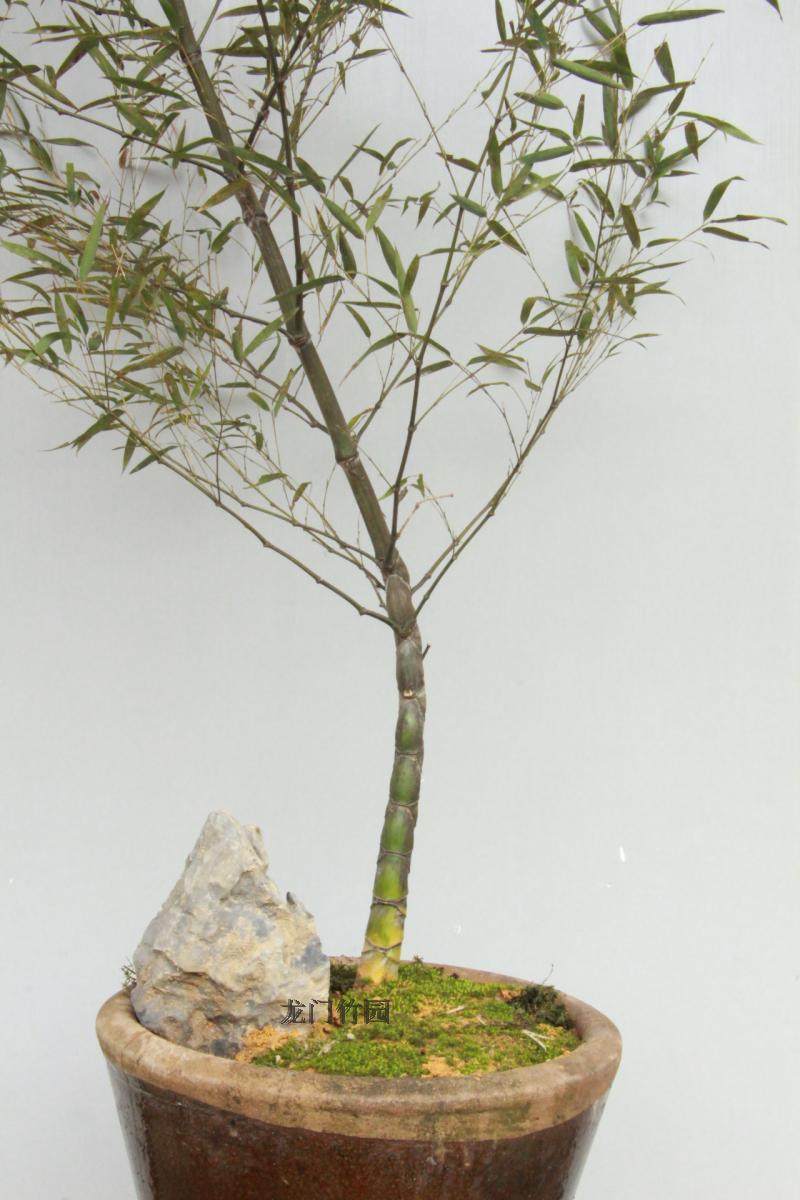 龟甲竹 庭院绿化植物 观赏竹 盆景竹 花卉植物 盆栽