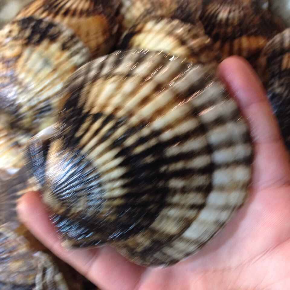 大连獐子岛海鲜特产 鲜活大扇贝6-7只/斤 新鲜虾夷贝/夏夷贝 元贝