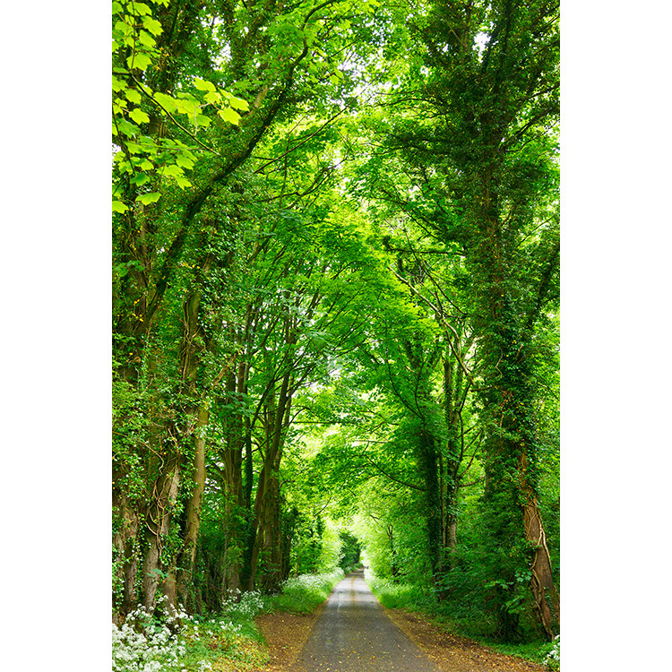 定制树林森林海报国家公园乡间自然山水风景绿色树挂画装饰墙贴画