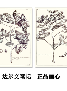 美式风植物图谱喷绘黑白画心