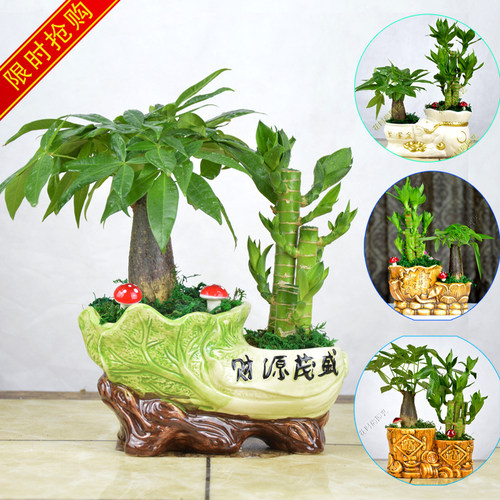 绿植富贵竹节节高防辐射发财树