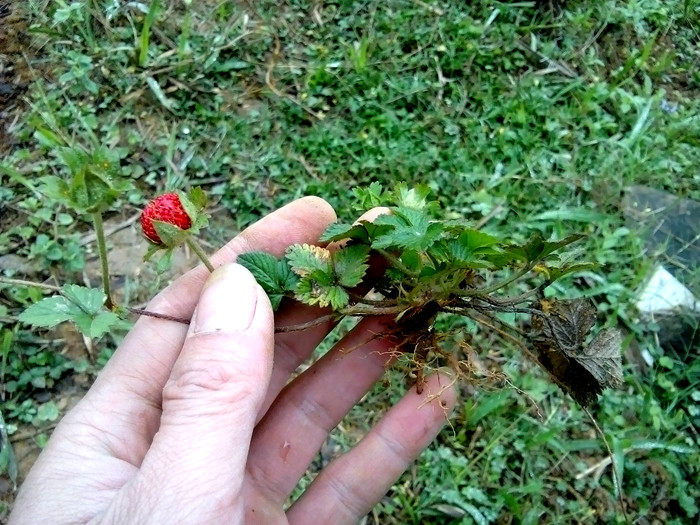 广西本土稀有 观果植物绿植盆栽 蛇莓 水陆缸生态缸热带雨林花卉