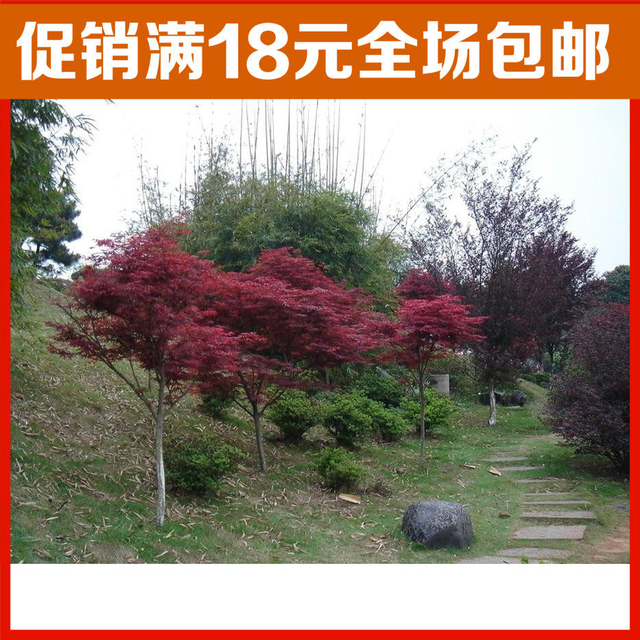 苗圃 红枫树小苗 庭院园林绿化植物美化环境花坛行道树风景树苗