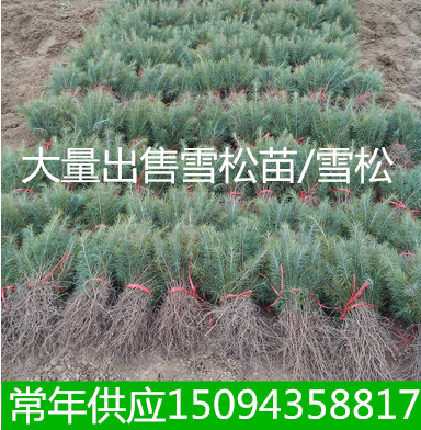庭院工程绿化苗雪松塔松雪松小苗