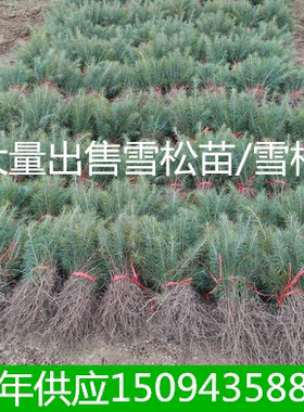 庭院工程绿化苗雪松塔松雪松小苗雪松树苗宝塔松苗大雪松雪松