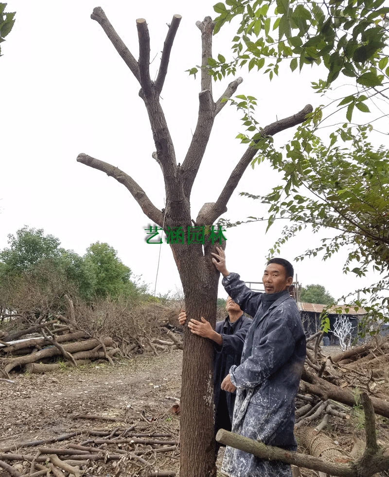 厂家直销鸿运树装饰树香樟树复古去皮风干装饰树枯树去皮香樟树杆