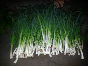 实物拍摄农家自种小青蒜净蔬菜嫩大蒜净免摘蒜苗无农药绿色新鲜