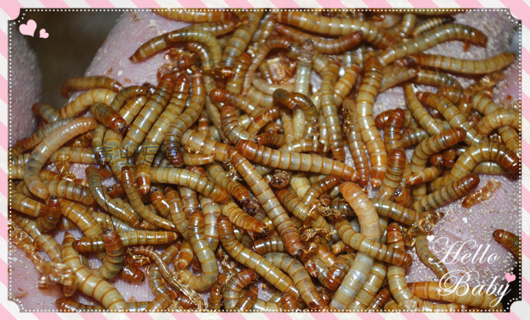 包邮面包虫黄粉虫活体饲料1-3cm 鸟食虫子 幼体蝎子蜘蛛仓鼠食物