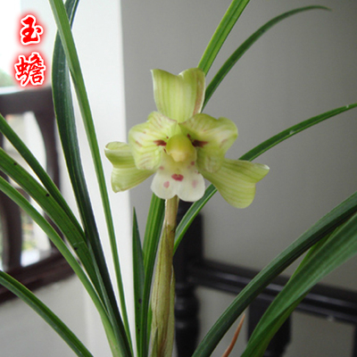 玉蟾 飘门水仙百合瓣兰花春兰细叶花卉绿植物包顺丰