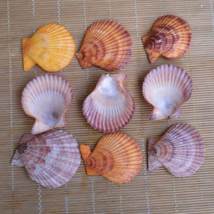 饰 鱼缸水族造景 家居地台墙贴婚庆橱窗装 天然海螺贝壳七彩扇贝