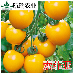 西红柿种子番茄种子黄罗曼番茄种子卵圆型高产抗病 索菲亚 包邮