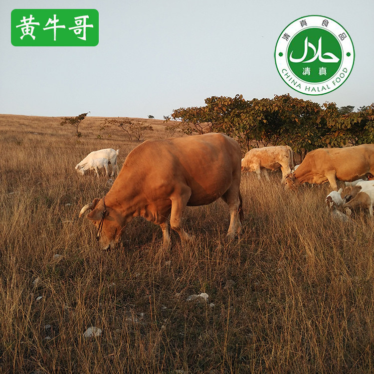 正宗农家散养南阳黄牛肉新鲜牛肉牛里脊 牛外脊 牛吊龙 清真
