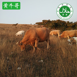 正宗农家散养南阳黄牛肉新鲜牛肉牛肋条牛腩牛腿肉牛腱牛里脊清真
