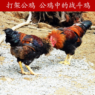 诏安富硒土鸡农家红公鸡柴鸡 散养果园吃水果按重量计价多还少补