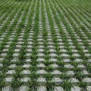 草坪种子孑花种子草籽子籽种四季常青耐踩停车场用不修剪庭院绿化