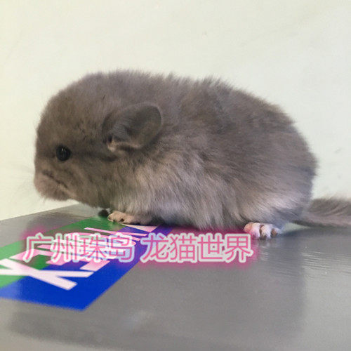 预定1个月大紫灰龙猫DD 紫灰弟弟一枚 广州实体店 欢迎到店挑选