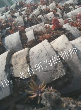 瓦松 多肉瓦花苗 有点红红的 繁衍快易活耐旱瓦塔