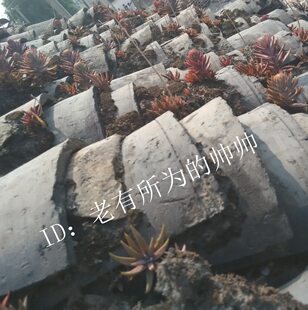 瓦松 多肉瓦花苗 有点红红的 繁衍快易活耐旱瓦塔