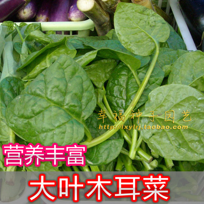 蔬菜广东胭脂落葵种子大叶木耳菜