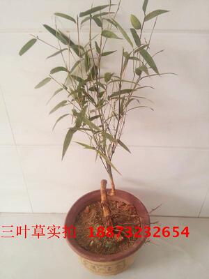 竹苗 湘妃竹苗 竹芽头 大楠竹苗 竹根 青竹根 黄金小竹盆栽竹根芽