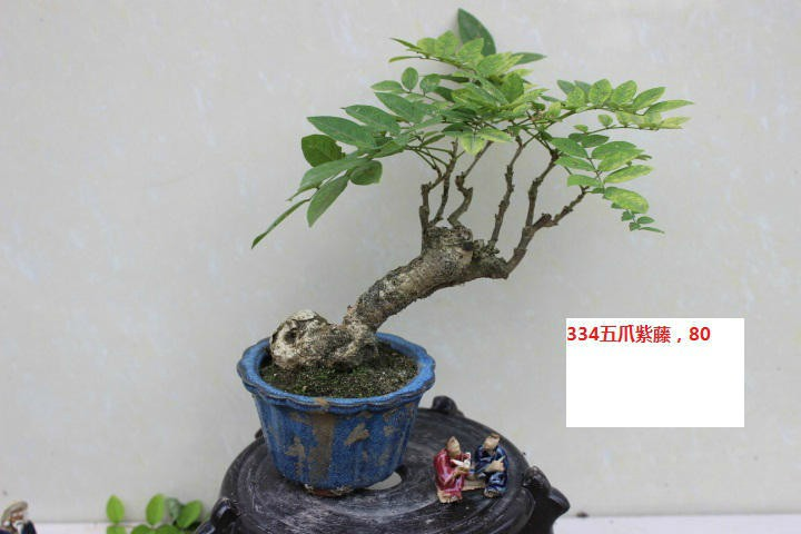 【微型求败】五爪紫藤盆景