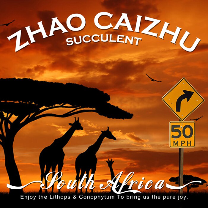 荒野传奇 南非原生地风采 番杏科 生石花 肉锥 多肉野外鉴赏集