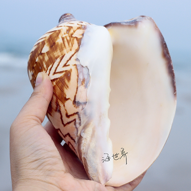 天然大山水螺风景螺贝壳乳头涡海螺家居摆件螺号礼物鱼缸造景花盆