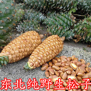 东北延边特产新货长白菜纯野生松子坚果包邮250g小零食