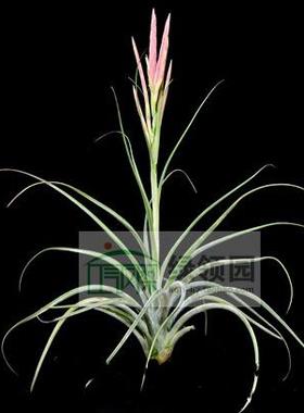 展示 空凤 鸟岩 T.caput-medusae x schiedeana 杂交美杜莎x琥珀