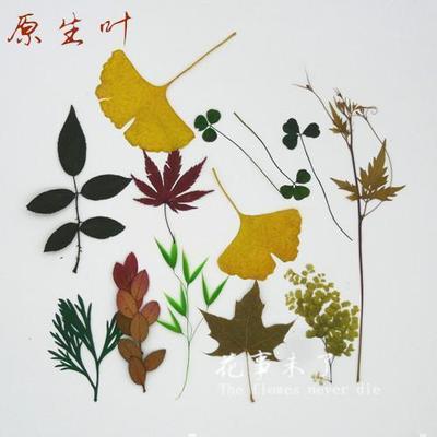 合集押花材料滴胶银杏叶植物标本