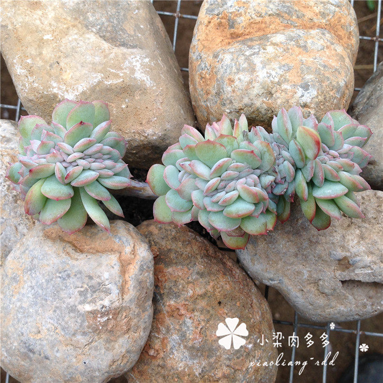 小梁肉多多 多肉植物一物一拍 月影系缀化 红边粉边水莲莎莎女王