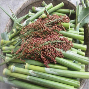 棵棵甜甜杆种子芦粟种子农家甜高粱种子北方甘蔗农家院甜杆种子