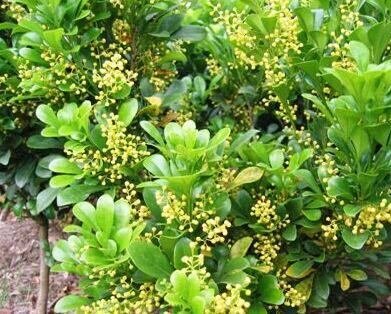 盆栽花卉米仔兰米兰开花香