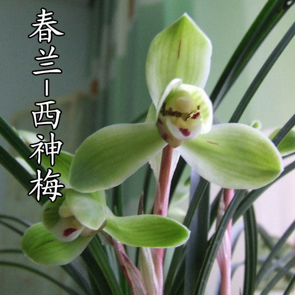 清仓价正品春兰水仙瓣西神梅无尚神易养植盆栽 兰花 免邮