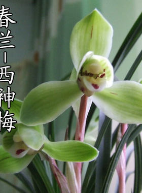清仓价正品春兰水仙瓣西神梅无尚神易养植盆栽 兰花 免邮
