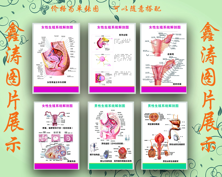 人体内脏器官功能男性女性生殖泌尿系统消化系统构造解剖挂图666在类目 个性定制/设计服务/DIY, 日用/装饰定制, 写真/海报印制中 - 来自Buy2taobao.com提供专业的淘宝代购服务