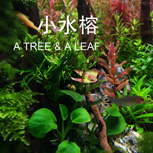 水榕合集 小水榕 迷你榕 瓦利斯榕 前景草 一木一叶 水草 造景