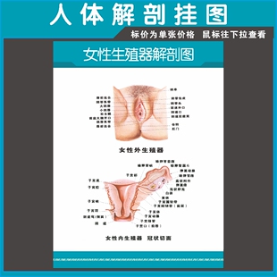 女性生殖系统解剖示意图医学宣传挂图人体器官医院布置海报墙贴57