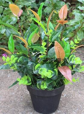 仿真迷你小盆栽红叶 带花盆绿植假树叶桌摆橄榄叶装饰摆设直销厂