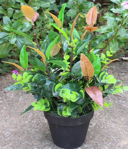 仿真迷你小盆栽红叶 带花盆绿植假树叶桌摆橄榄叶装饰摆设直销厂