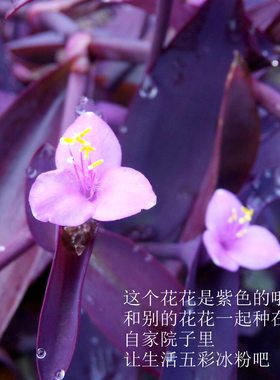 紫鸭趾草紫叶草无根扦插繁衍快紫罗兰吊兰紫色花紫粉