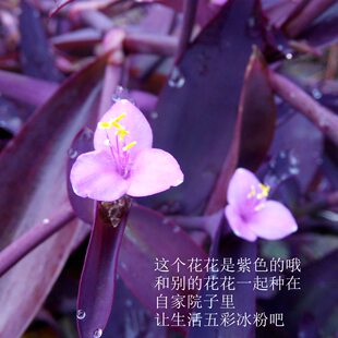 紫鸭趾草紫叶草无根扦插繁衍快紫罗兰吊兰紫色花紫粉