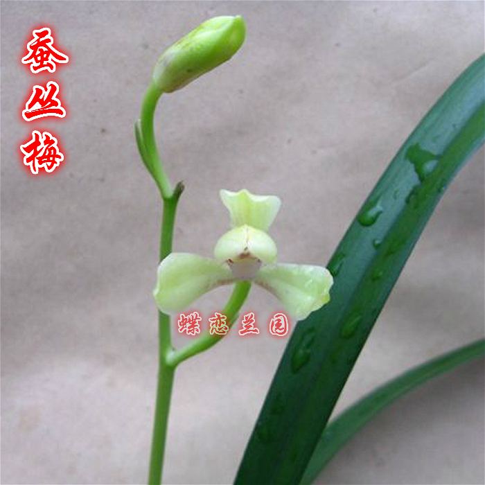 Butterfly Love orchard Silkworm plum orchid Cymbidium Four Seasons Portland Love open flowers and plants Green plant Potted plantin the Flower delivery/Flowers simulation/Plants gardening , Flowers/Potted plants (New) , Plants  category - from Buy2taobao.com to provide professional Taobao agent buy service