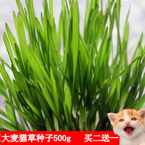 有机猫草种子 大麦草 500克1万粒以上去毛球助消化买二送一 包邮